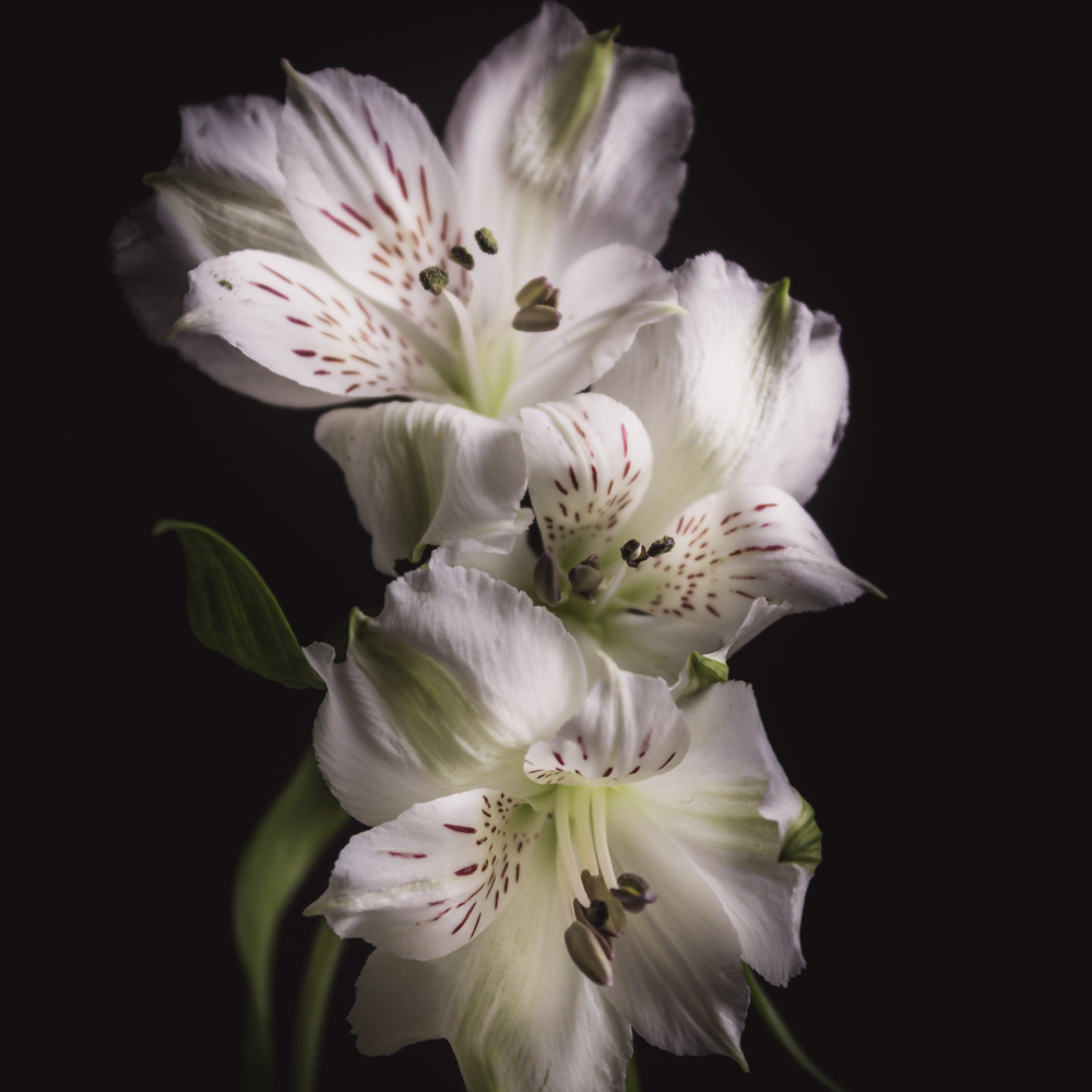 Alstroemeria bloem met witte gespikkelde blaadjes