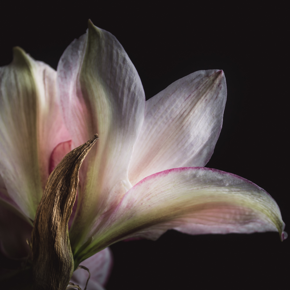 Roze amaryllis bloem met grote trechtervormige bloemblaadjes
