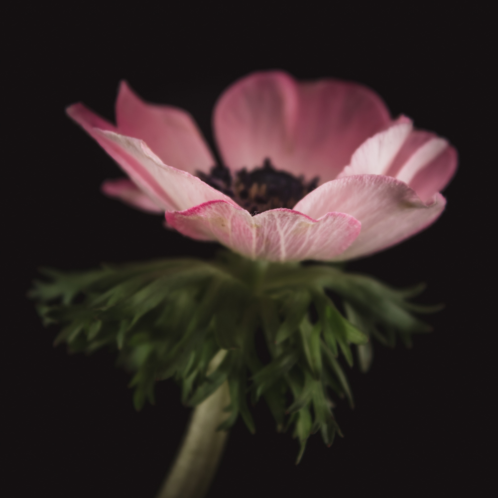 Anemoon – Betekenis en symboliek