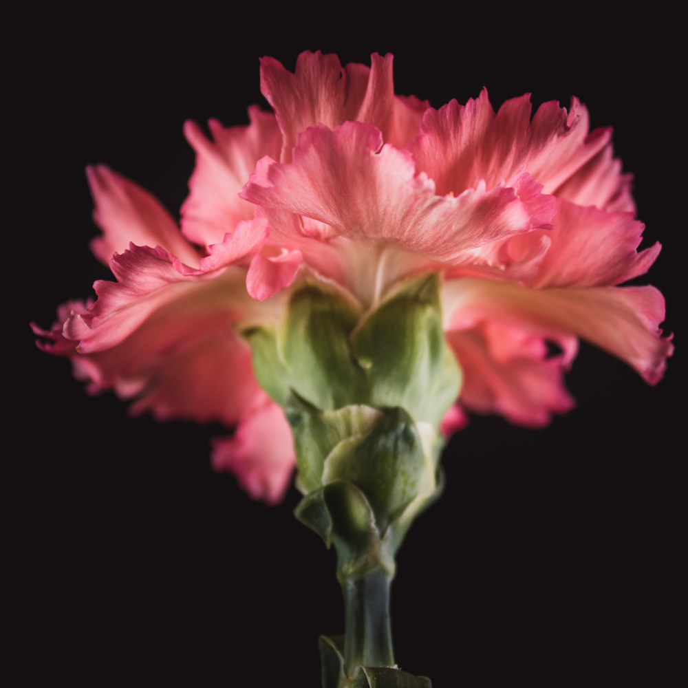 Anjer – Betekenis en symboliek