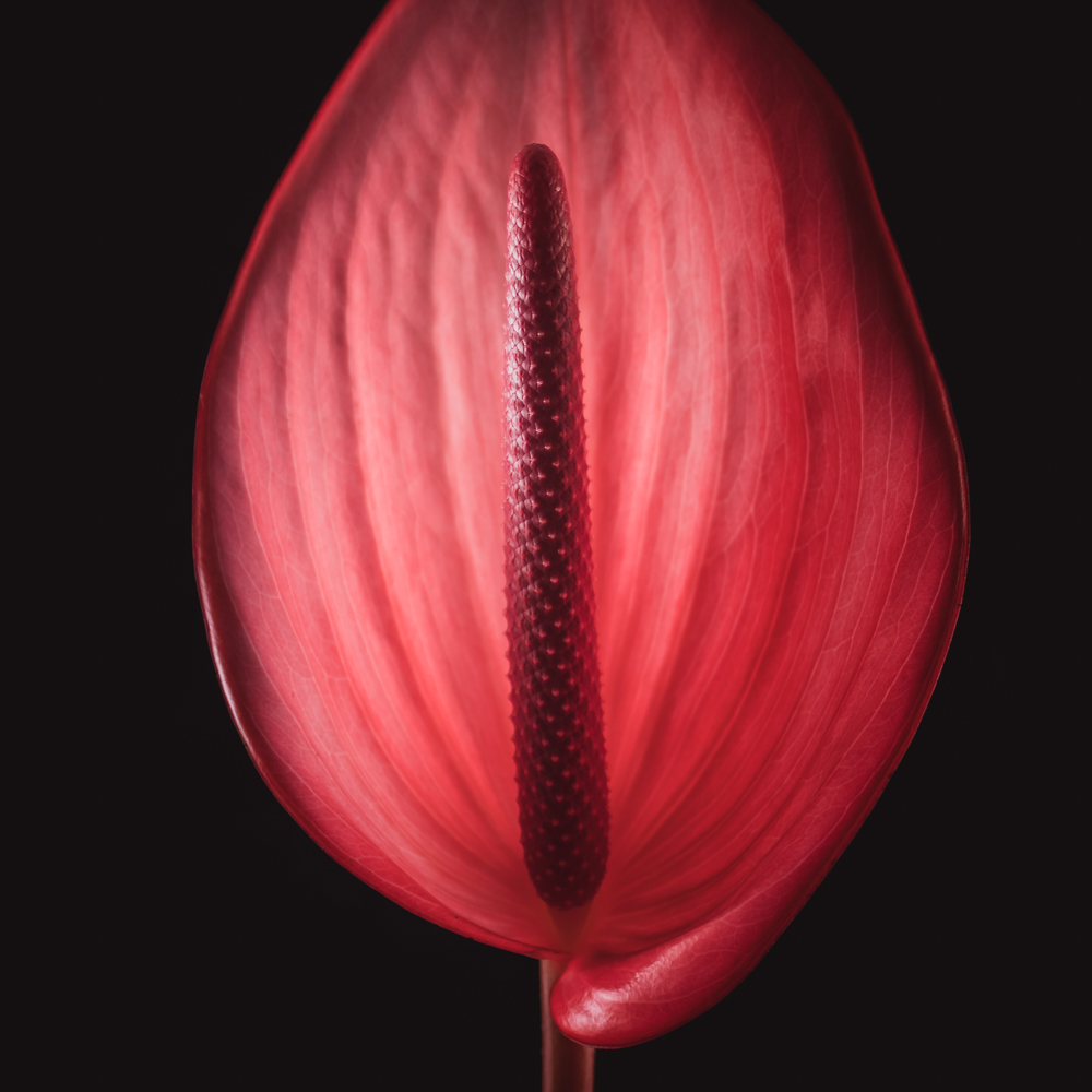 Anthurium – Betekenis en symboliek