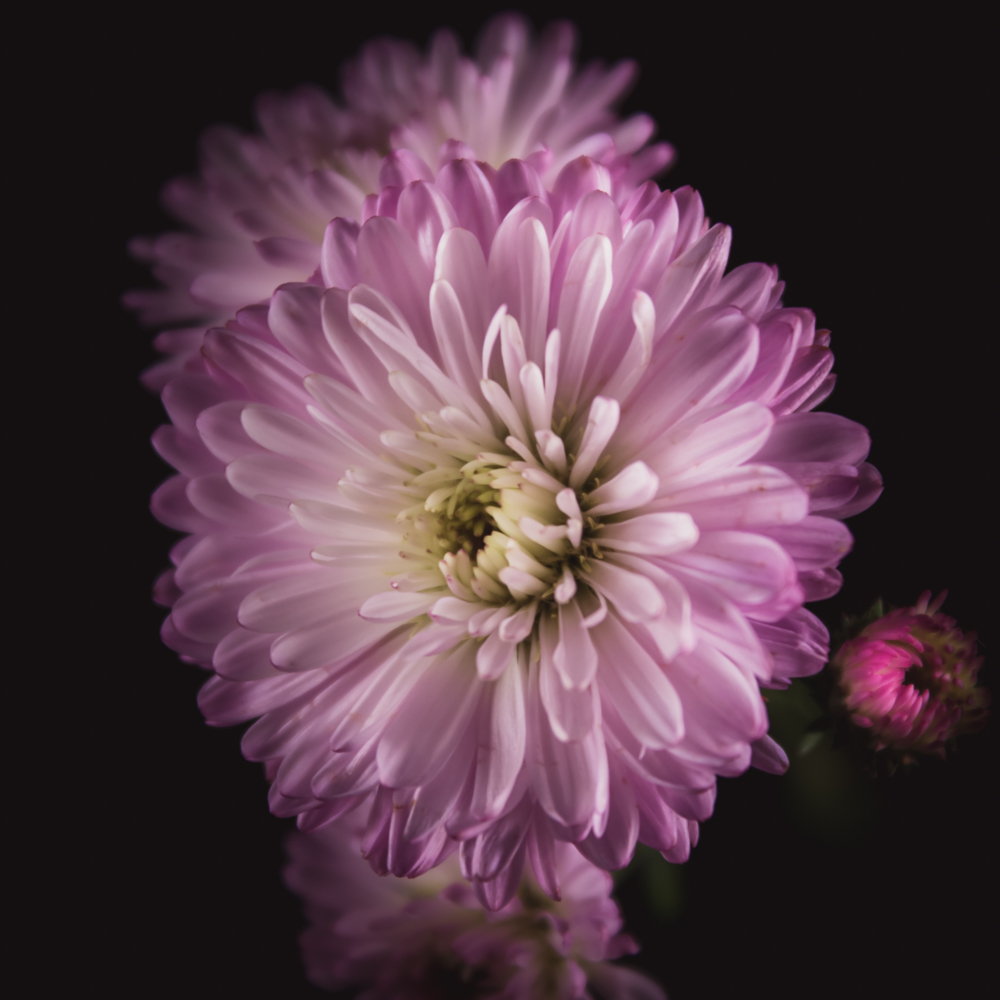 Aster – Betekenis en symboliek