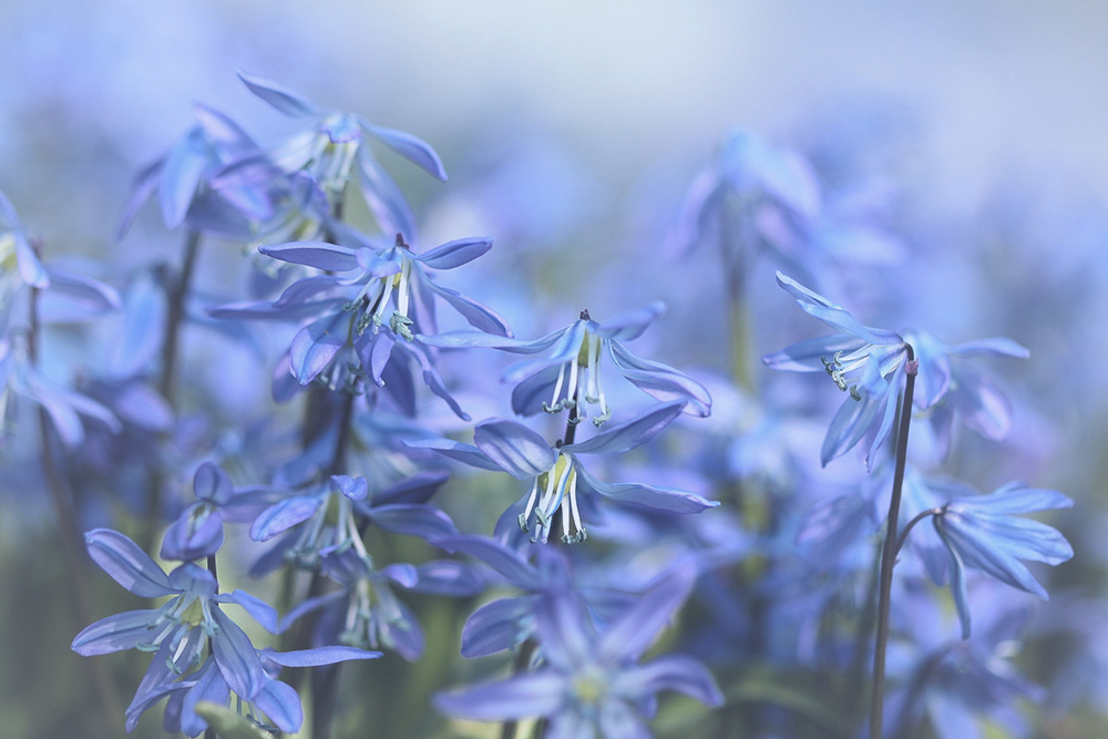 Blauwe bloemen – Betekenis en symboliek