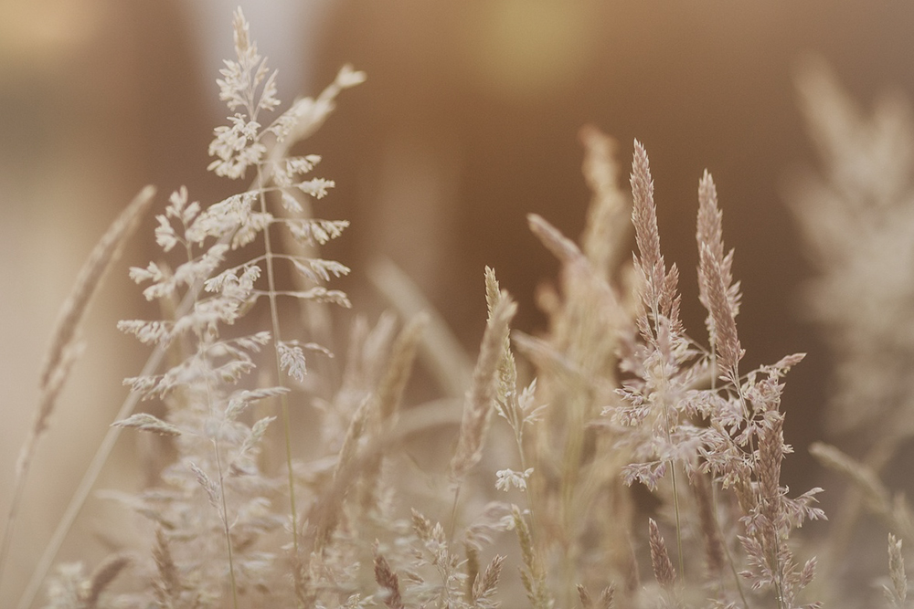 Bruine bloemen – Betekenis en symboliek