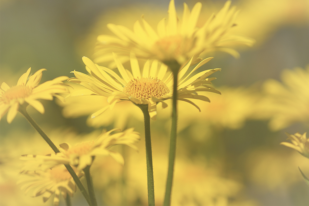 Gele bloemen – Betekenis en symboliek