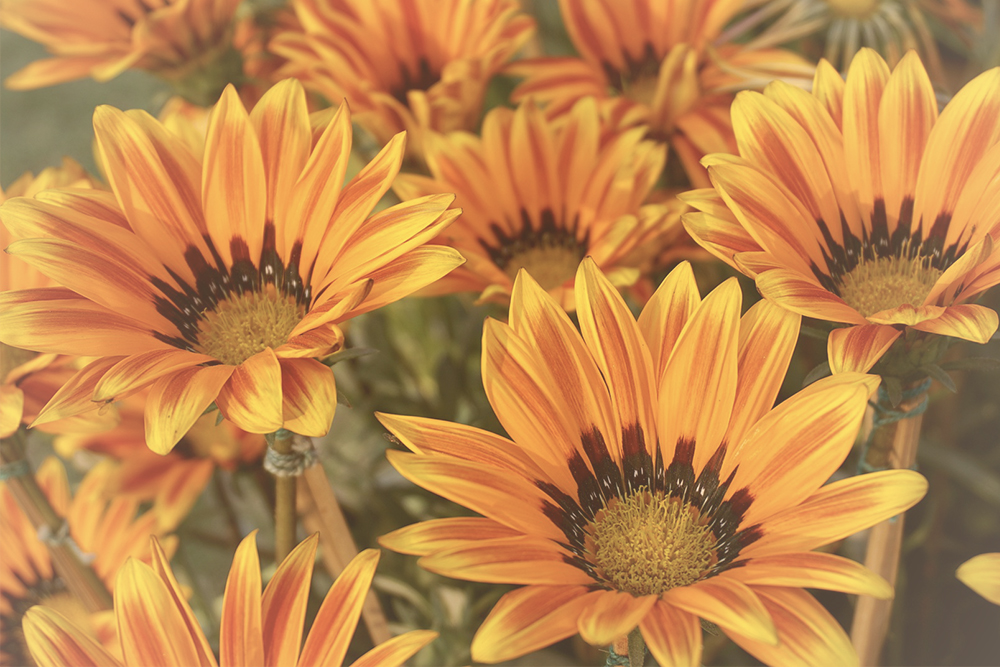 Oranje bloemen – Betekenis en symboliek