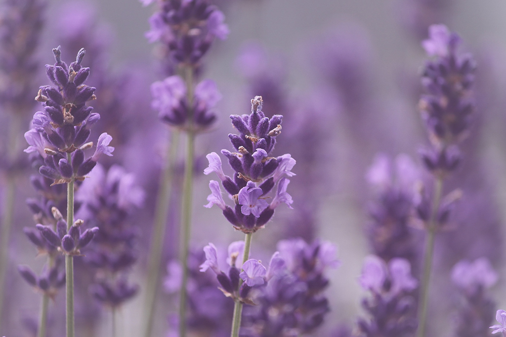 Paarse bloemen die luxe, spiritualiteit en mysterie symboliseren