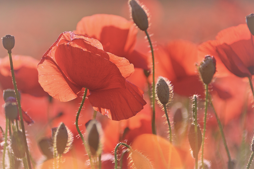 Rode bloemen – Betekenis en symboliek