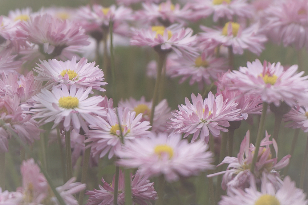 Roze bloemen – Betekenis en symboliek