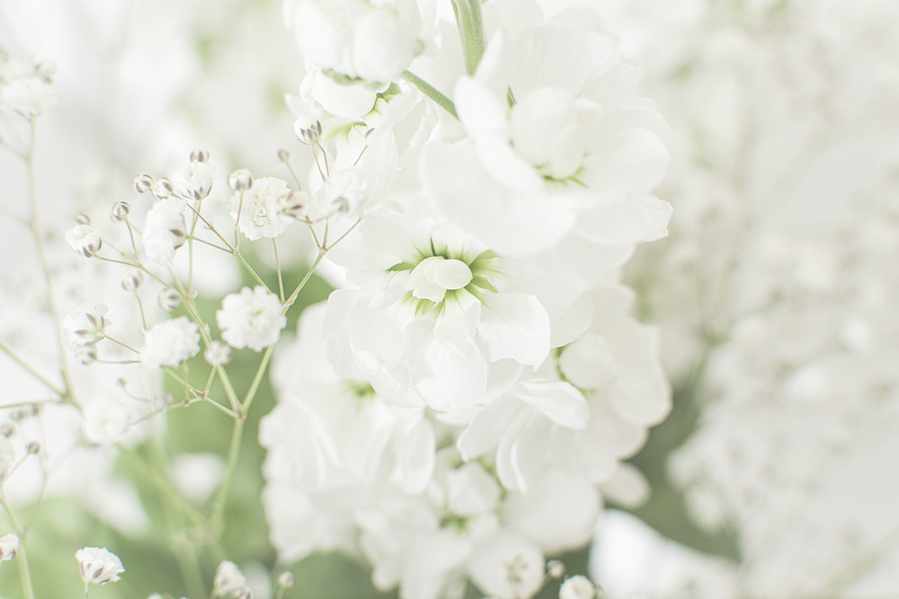 Witte bloemen – Betekenis en symboliek