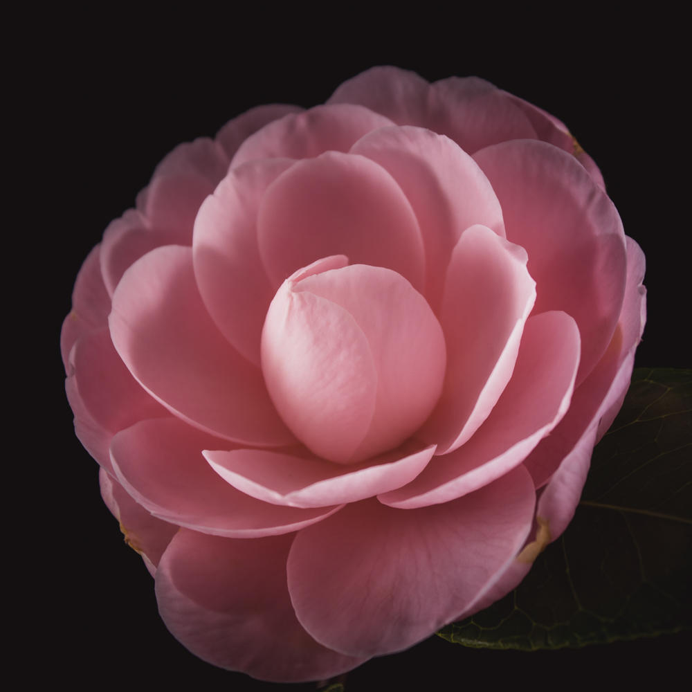 Camellia bloem met roze bloemblaadjes in volle bloei