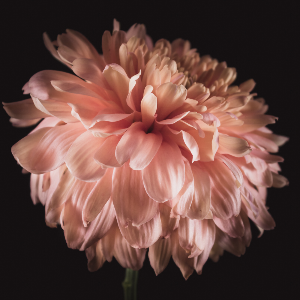 Geboortebloem november – Chrysant