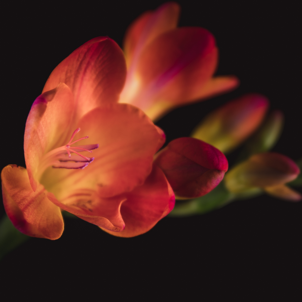 Oranje crocosmia bloemen aan sierlijke boogvormige stelen