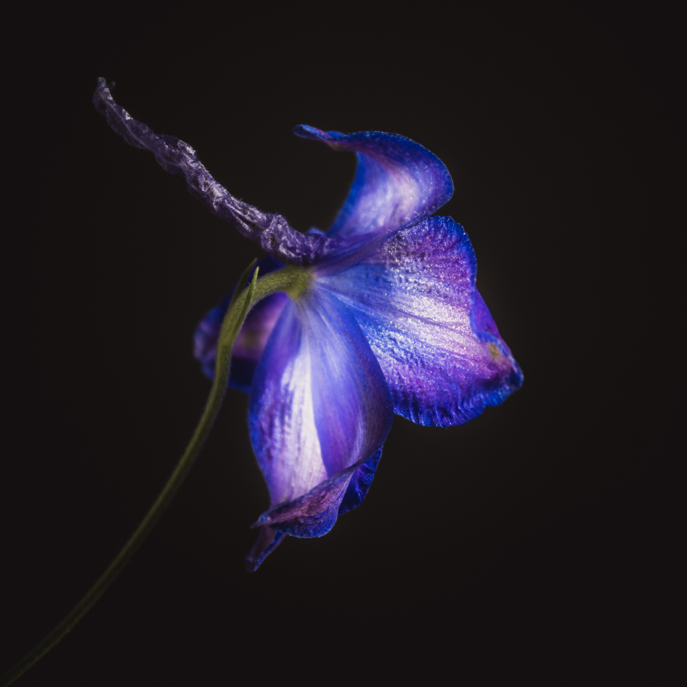 Een enkele blauwe delphinium bloem