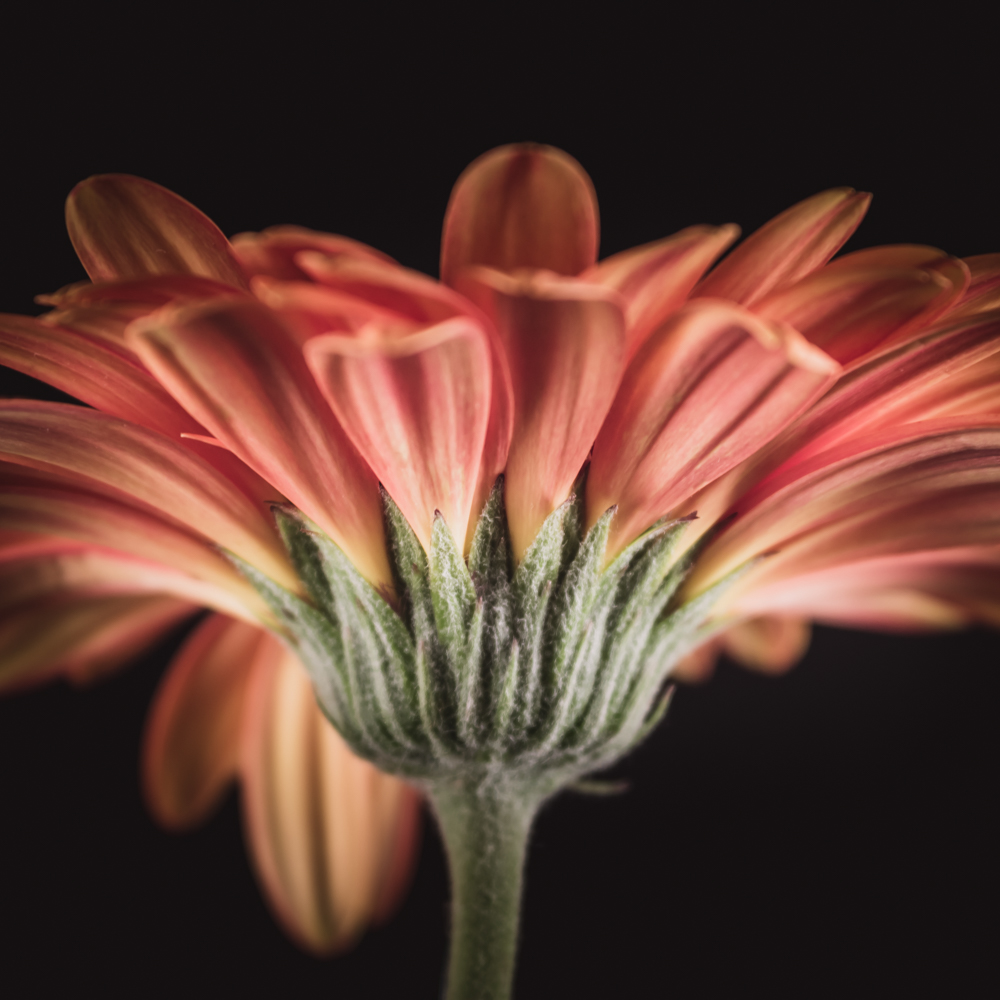 Gerbera – Betekenis en symboliek
