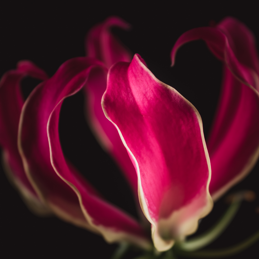 Gloriosa – Betekenis en symboliek