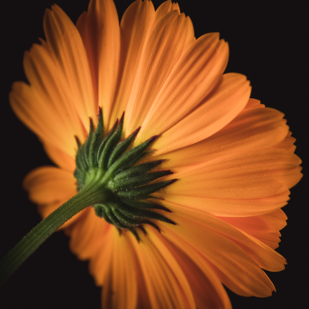 Geboortebloem oktober – Goudsbloem