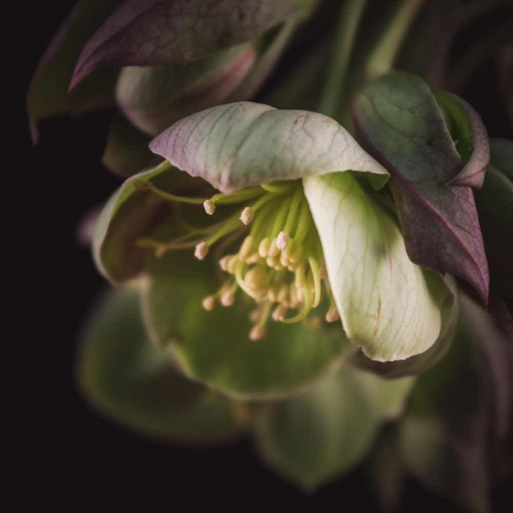 Helleborus – Betekenis en symboliek