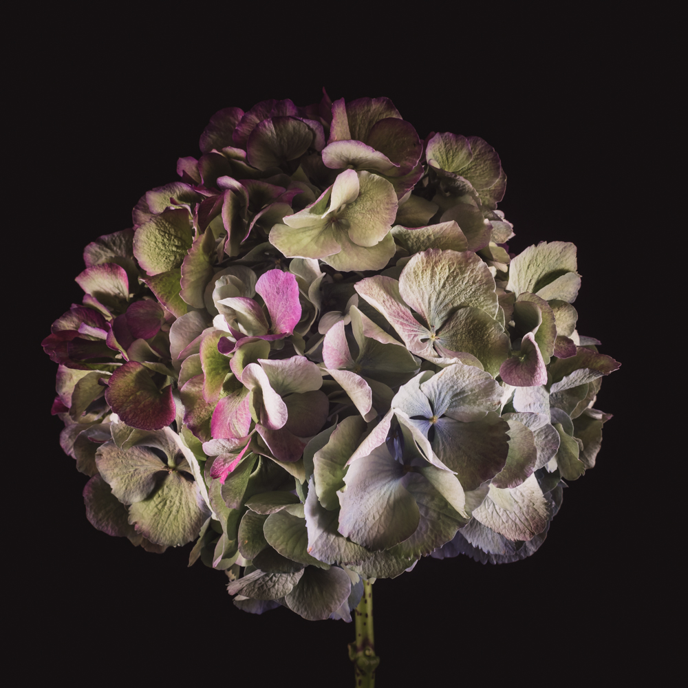 Blauw-roze hortensia bloemen in grote bolvormige trossen