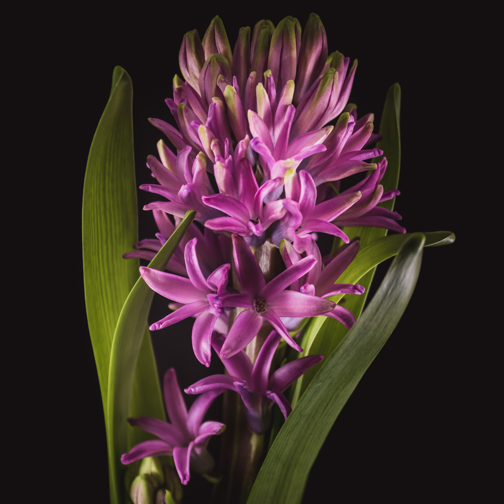 Paarse hyacint bloemen in dichte tros