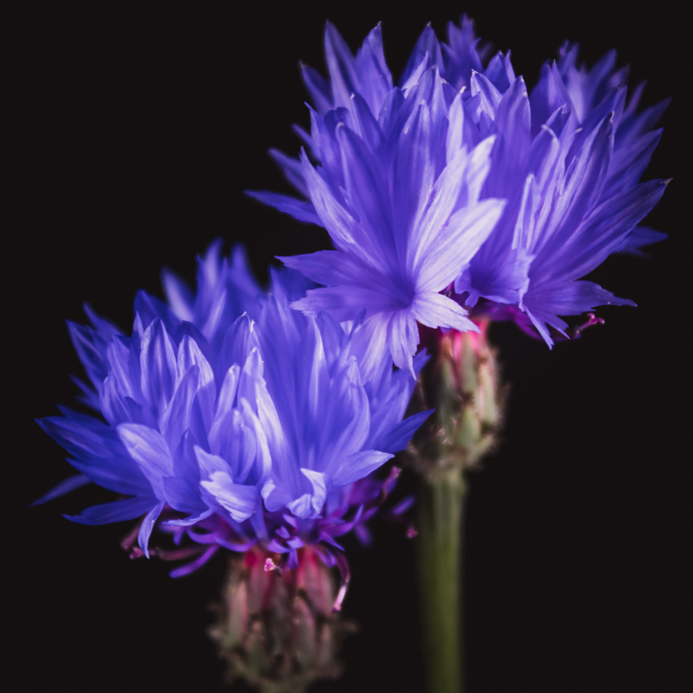 Korenbloem – Betekenis en symboliek