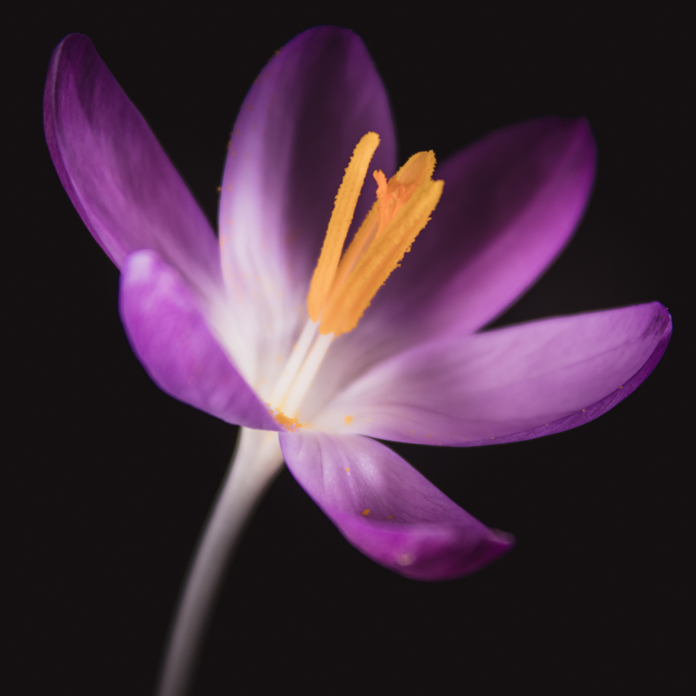 Paarse krokus bloemen in het vroege voorjaar