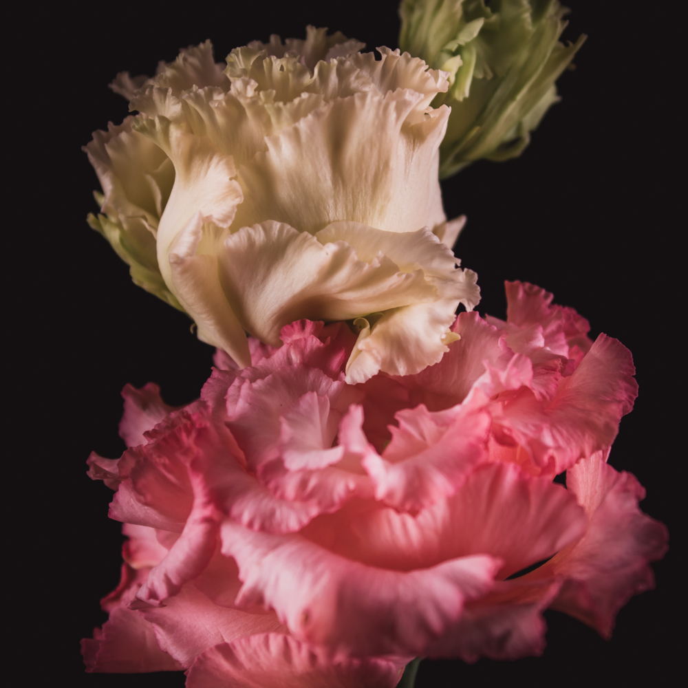 Lisianthus bloem in zachte roze tinten