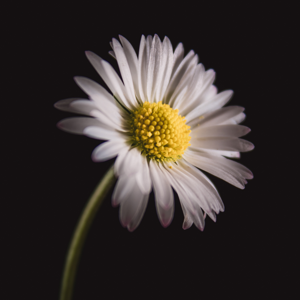 Madeliefje met witte bloemblaadjes en geel hart in close-up