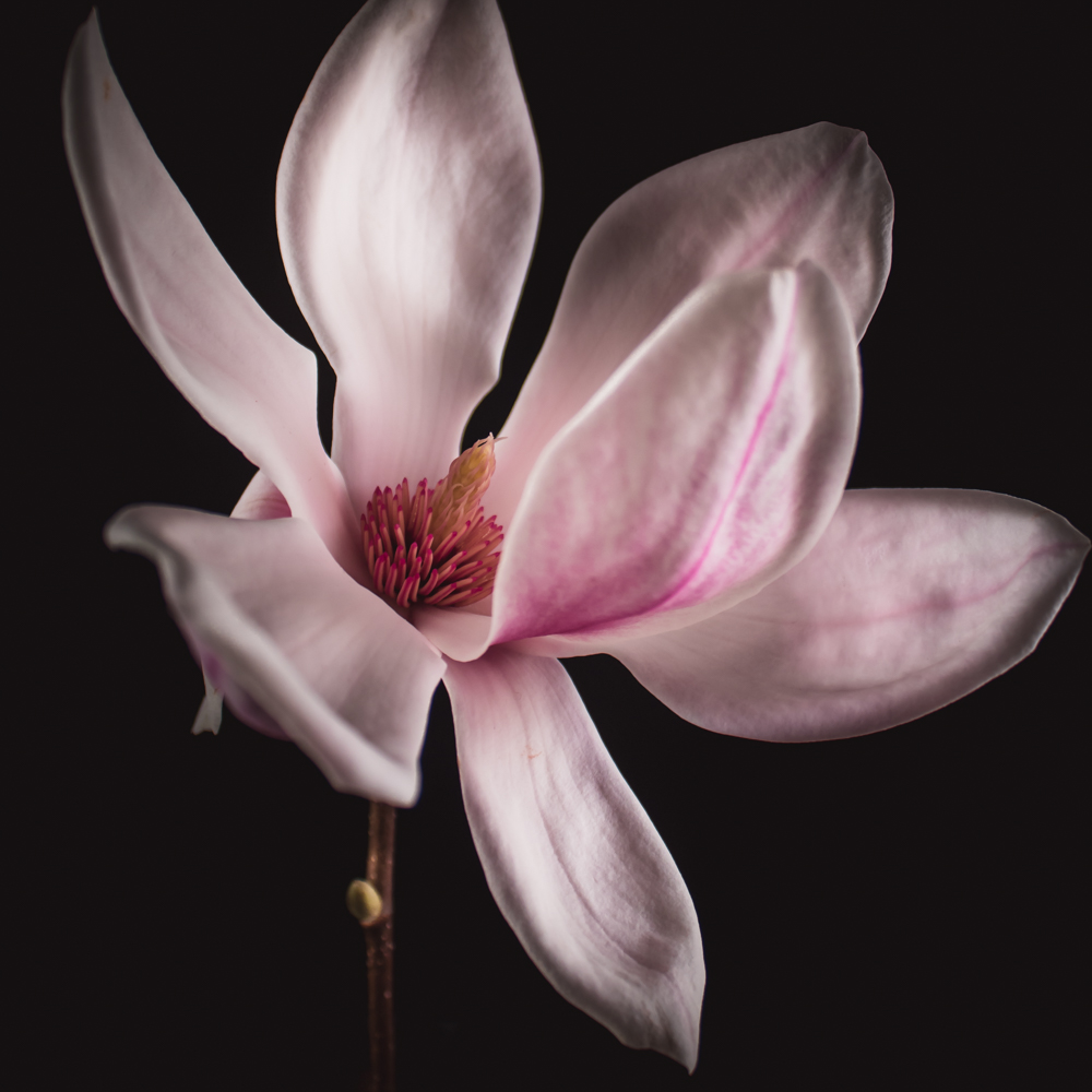 Magnolia – Betekenis en symboliek