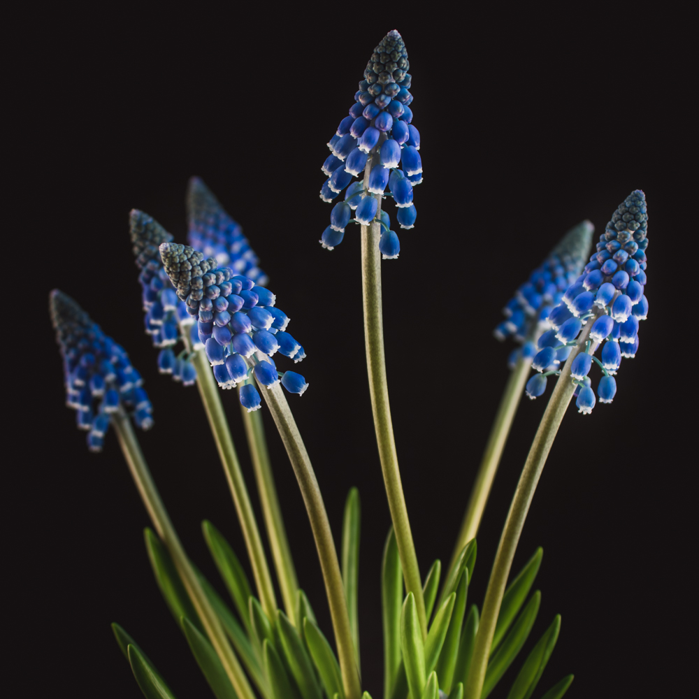 Blauwe muscari bloemen in dichte tros