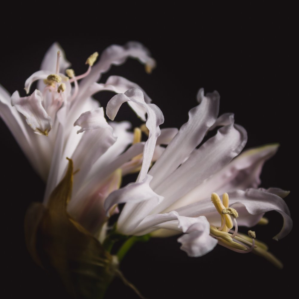 Nerine bowdenii – Betekenis en symboliek