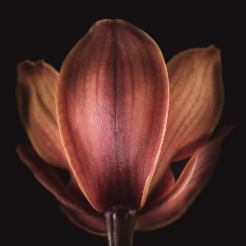 Bruine orchidee bloem in bloei