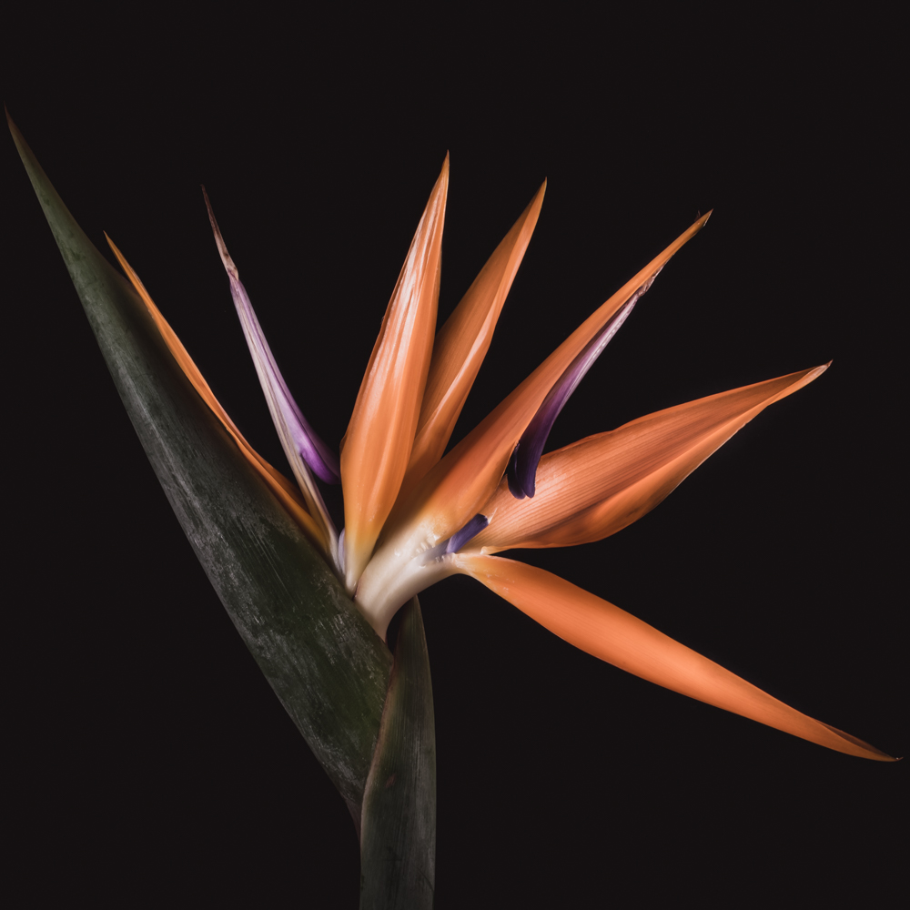 Paradijsvogelbloem – Betekenis en symboliek