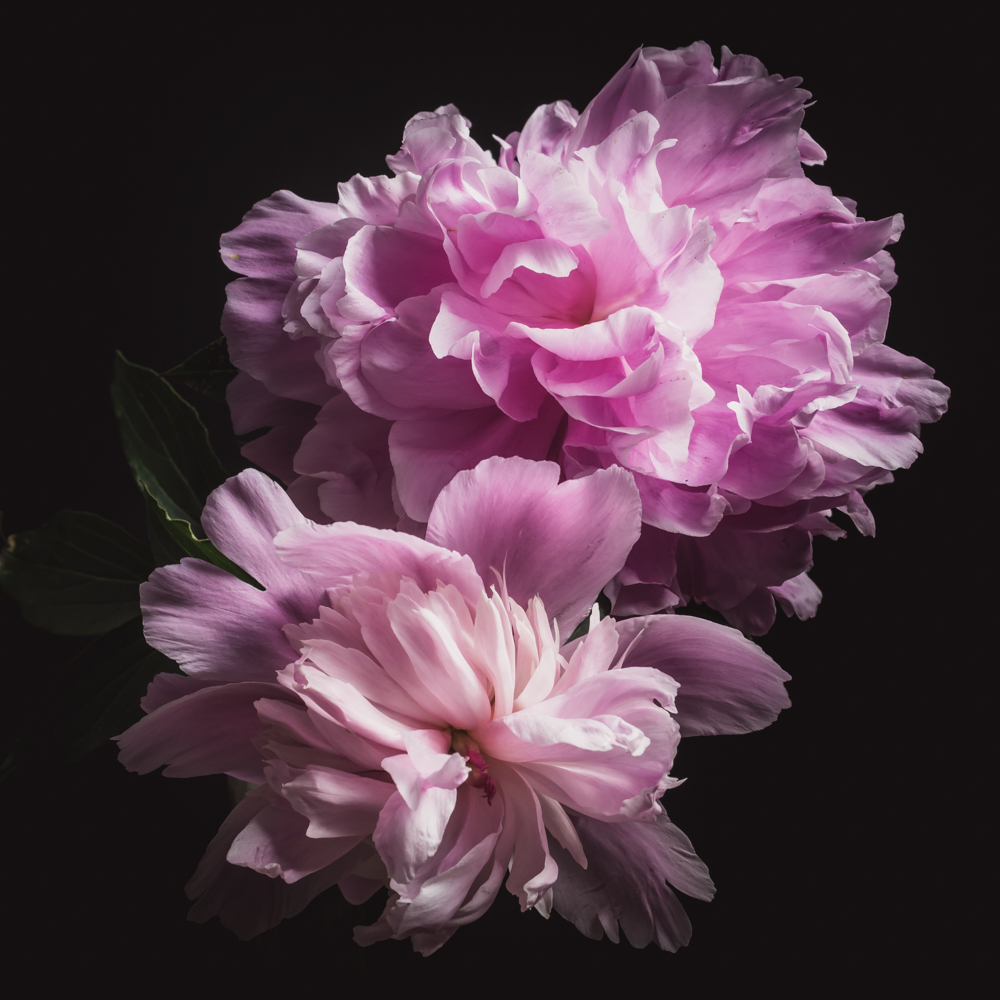 Roze pioenroos in volle bloei met veel bloemblaadjes
