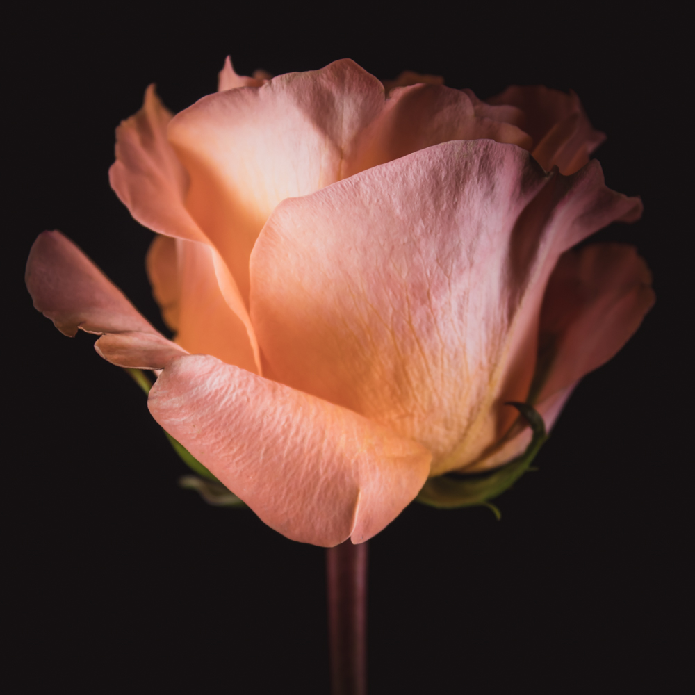 Roos – Betekenis en symboliek