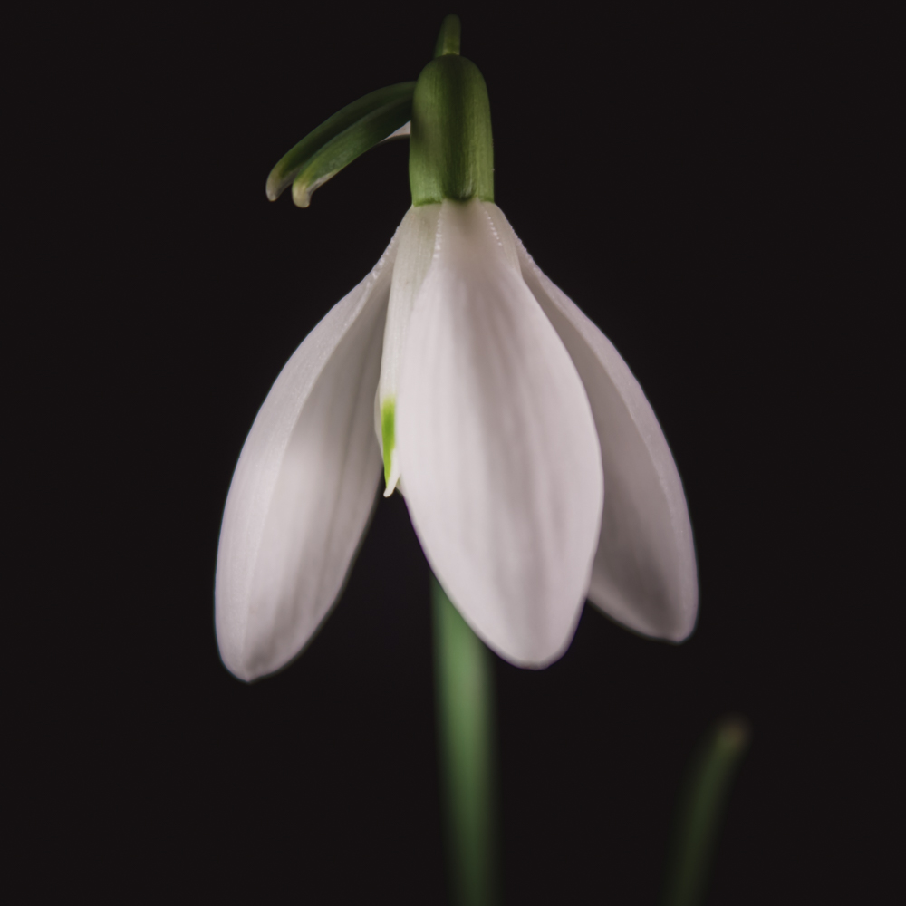 Sneeuwklokje – Betekenis en symboliek