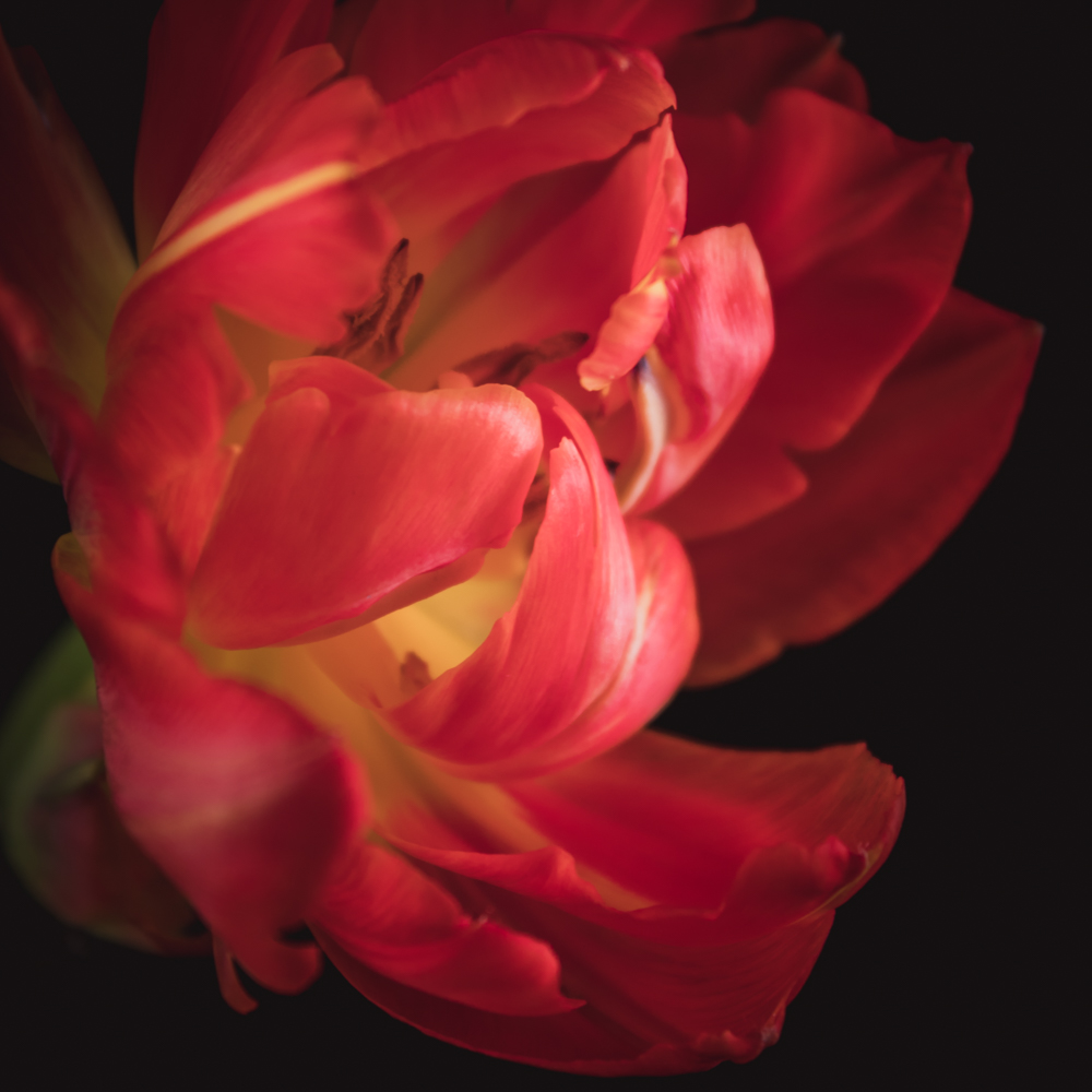 Rode tulp in bloei in de lente