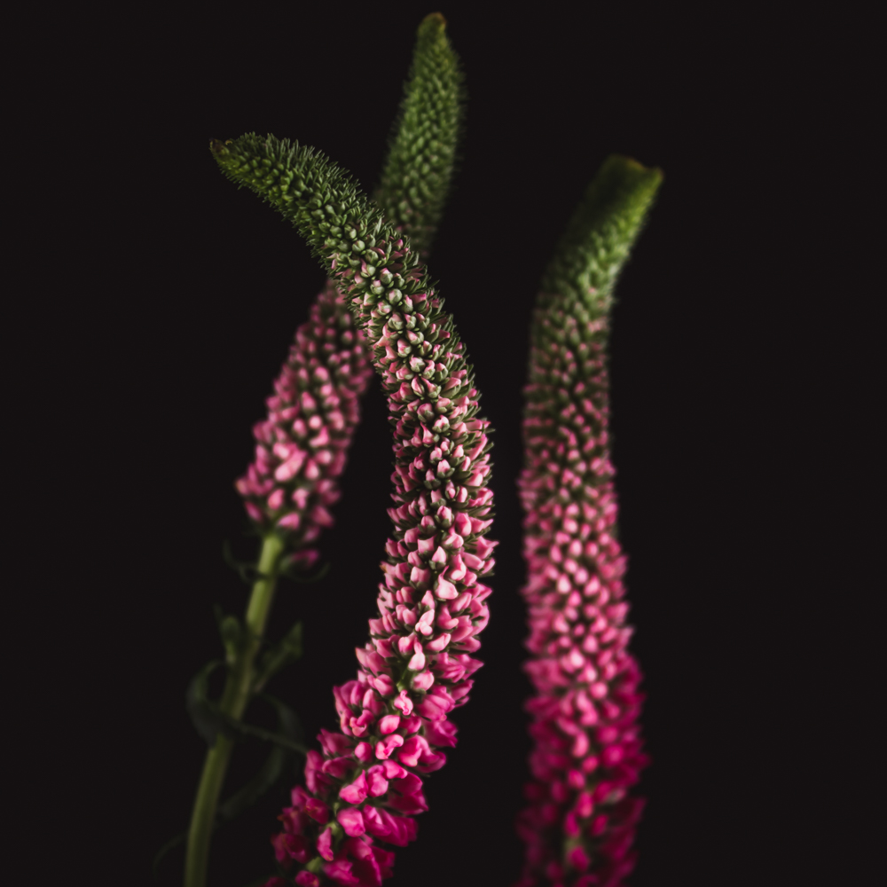 Veronica bloemaren met kleine roze bloemetjes