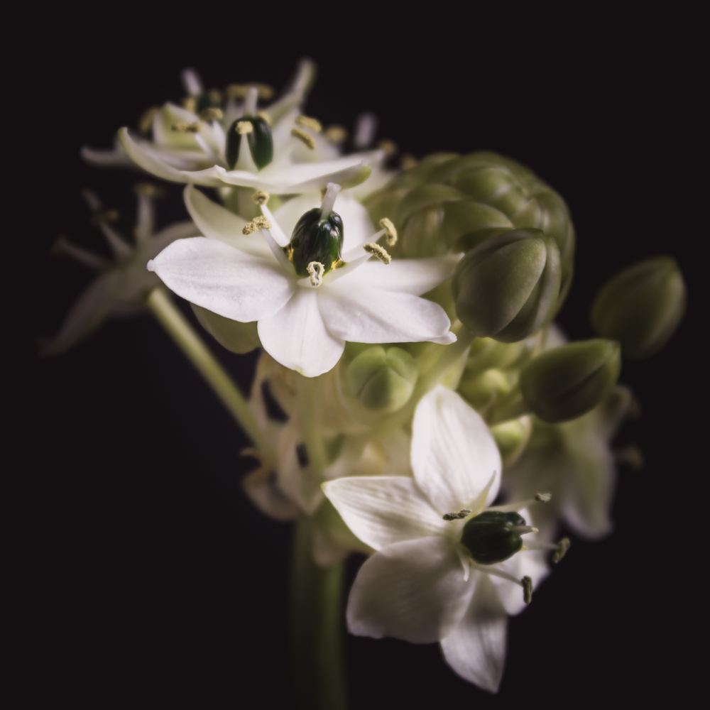 Vogelmelk – Betekenis en symboliek