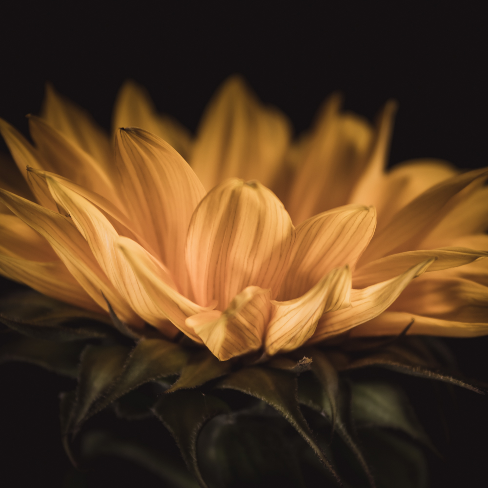 Zonnebloem – Kenmerken en soorten