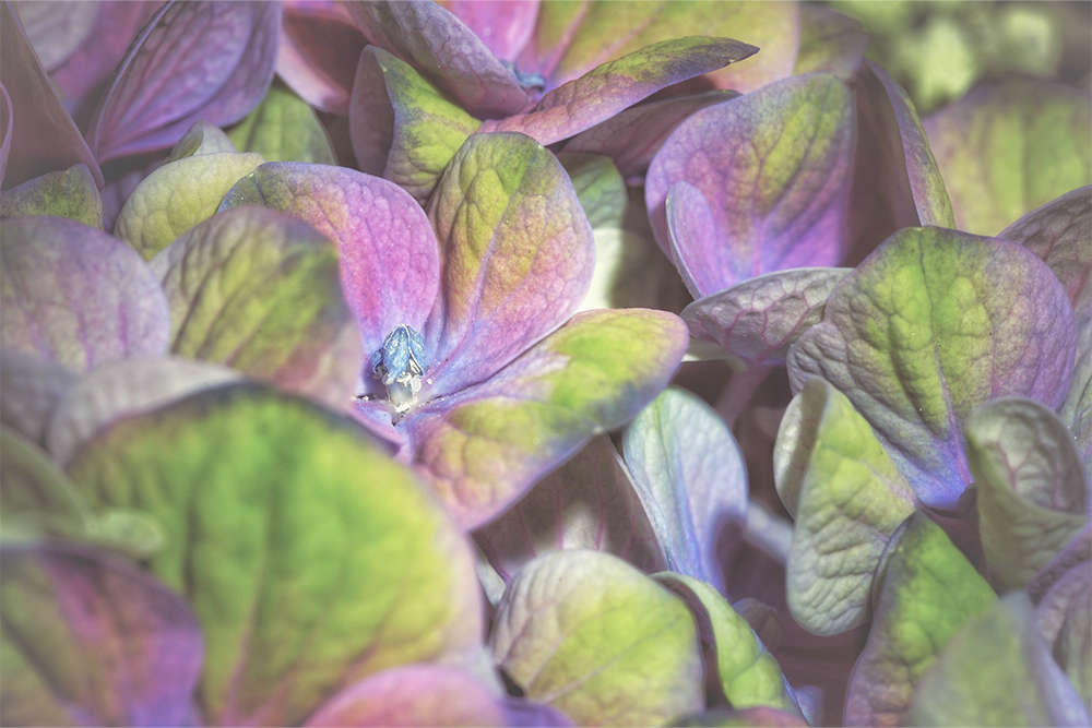 Kleurrijke bloemen – Betekenis en symboliek