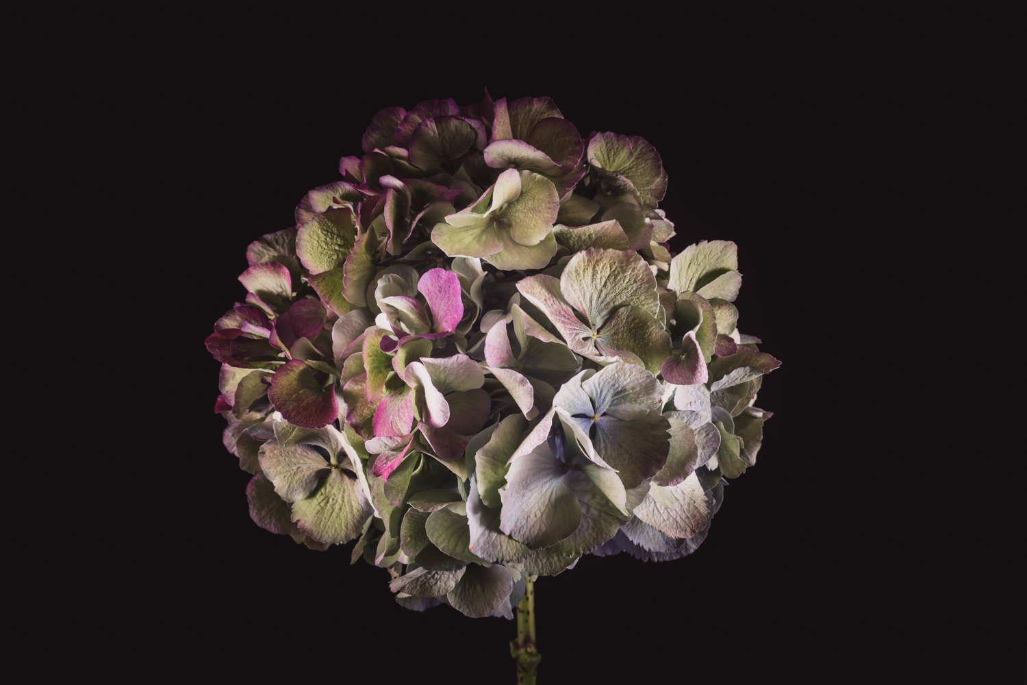 Bloemen voor dankbaarheid