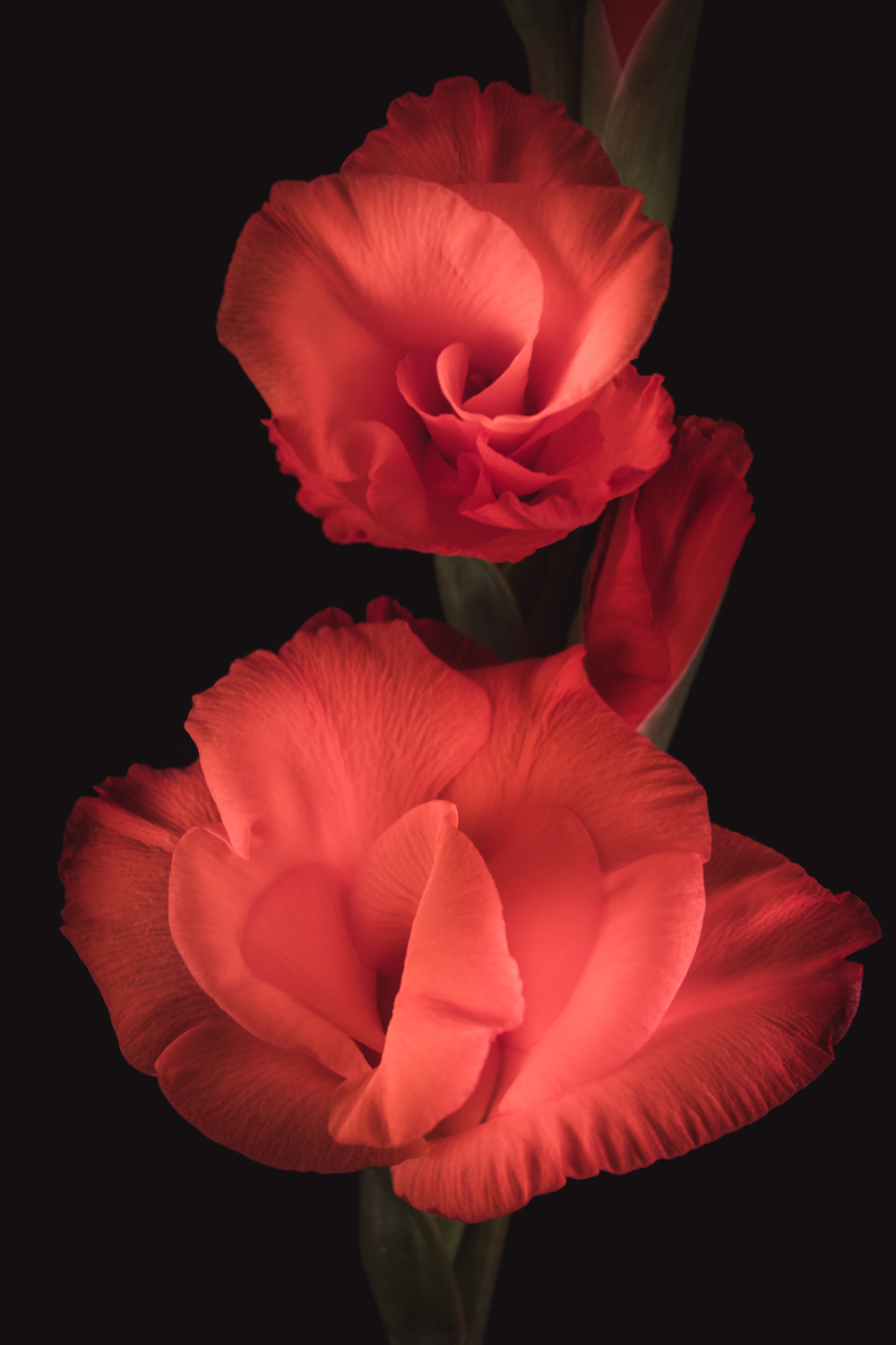 Bloemen voor kracht