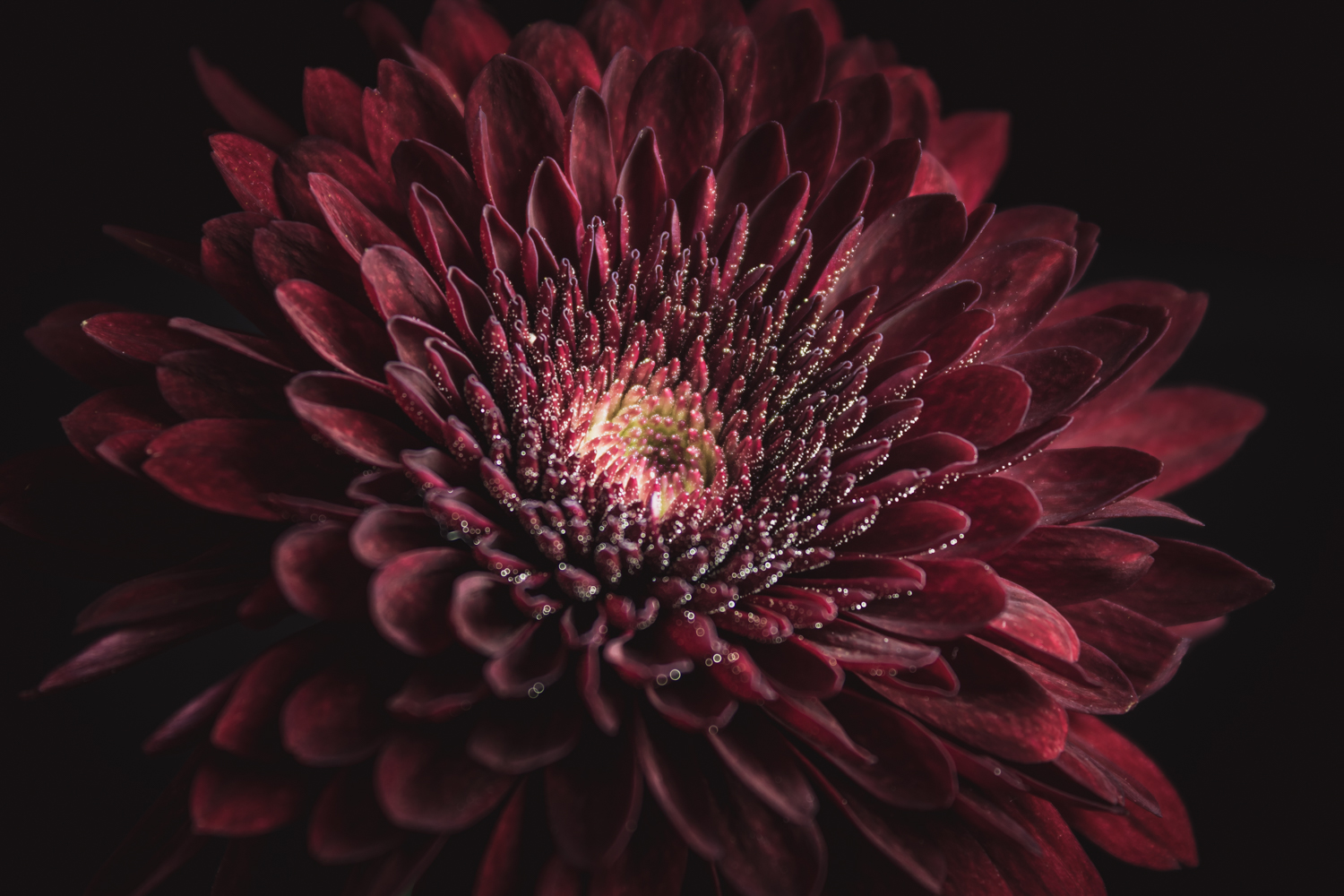 Bloemen voor troost